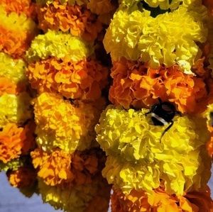 Meet your Posher, Ann